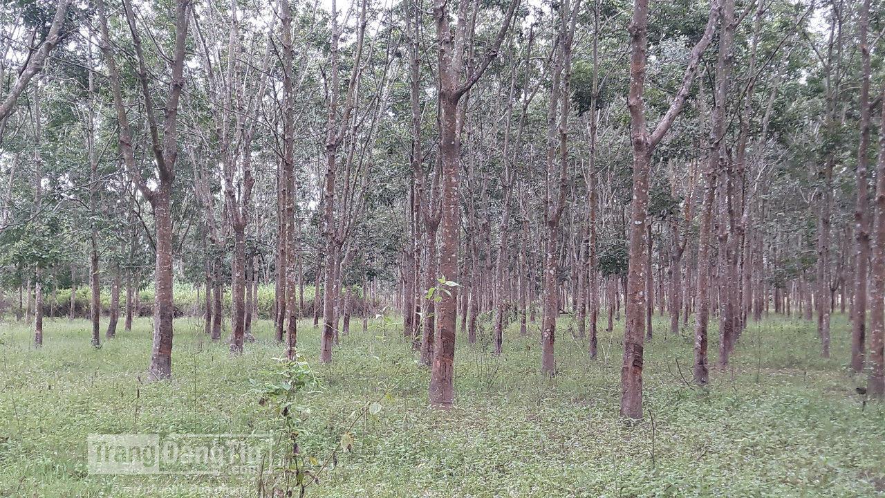 Bán vườn cao su 750 ha tại Cư Jut- Đắc Nông