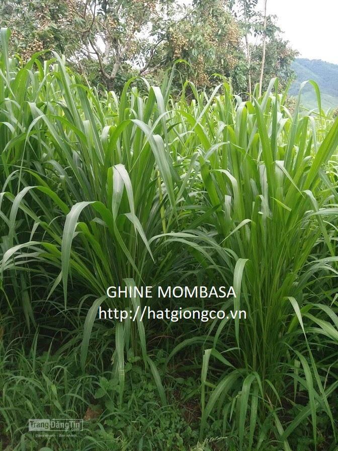 cỏ ghine mombasa - cỏ sả lá lớn