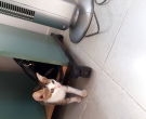 Bán Mèo Thần tài-Mèo Tam thể đực 5 tháng tuổi