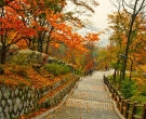 Có gì tuyệt vời khi du lịch mùa thu lá đỏ Hàn Quốc?